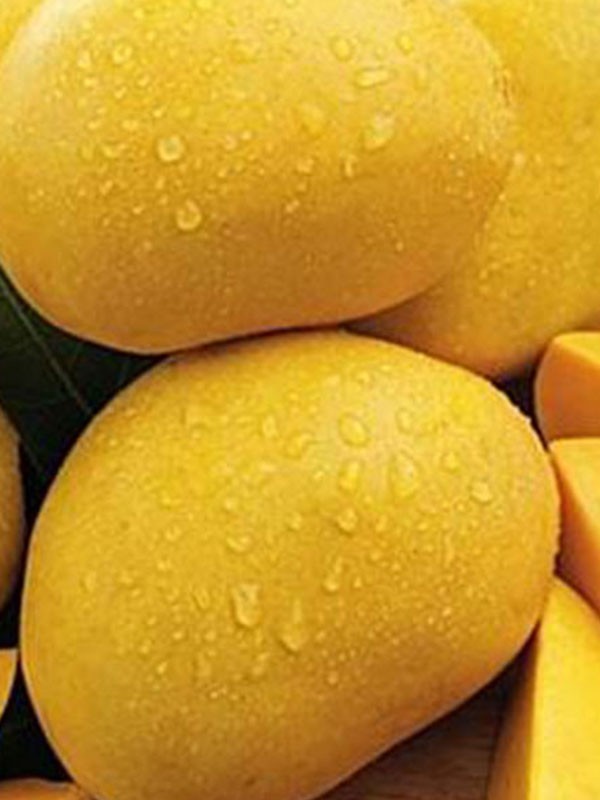Lanka Exports - Processed Food Items - Pulverized Fruit Pulp- Mango - Sri Lanka