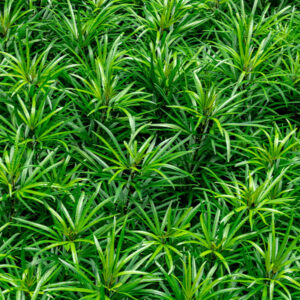 Horticultural Plants