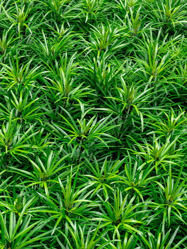 Hauticultural-Plants